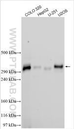 TEKTIP1 Antibody in Western Blot (WB)