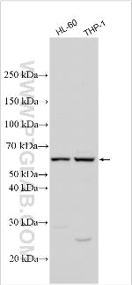MOSPD1 Antibody in Western Blot (WB)
