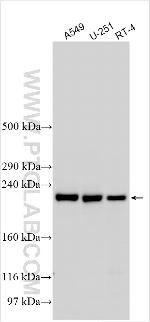 WDR17 Antibody in Western Blot (WB)