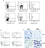 SKP2 Antibody in Immunohistochemistry, Flow Cytometry (IHC, Flow)