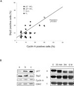 SKP2 Antibody in Western Blot (WB)