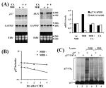 SKP2 Antibody in Western Blot (WB)