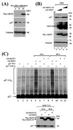 SKP2 Antibody in Western Blot (WB)