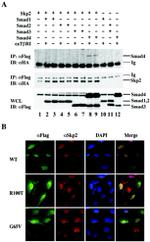 SKP2 Antibody in Western Blot (WB)