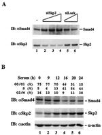 SKP2 Antibody in Western Blot (WB)