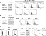 SKP2 Antibody in Western Blot (WB)