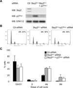 SKP2 Antibody in Western Blot (WB)