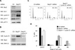 SKP2 Antibody in Western Blot (WB)