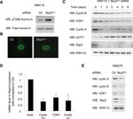 SKP2 Antibody in Western Blot (WB)