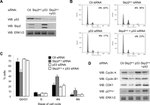 SKP2 Antibody in Western Blot (WB)