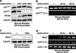 SKP2 Antibody in Western Blot (WB)