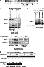 SKP2 Antibody in Western Blot (WB)