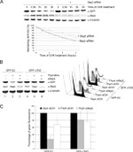 SKP2 Antibody in Western Blot (WB)