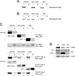 SKP2 Antibody in Western Blot (WB)