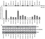 SKP2 Antibody in Western Blot (WB)