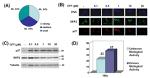 SKP2 Antibody in Western Blot, Immunocytochemistry (WB, ICC/IF)