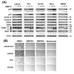SKP2 Antibody in Western Blot (WB)