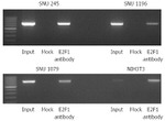 SKP2 Antibody in ChIP Assay (ChIP)