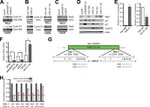 SKP2 Antibody in Western Blot (WB)