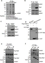SKP2 Antibody in Western Blot, Immunoprecipitation (WB, IP)