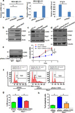 SKP2 Antibody in Western Blot (WB)