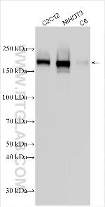 CD71 Antibody in Western Blot (WB)
