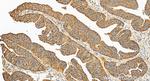 CARD10 Antibody in Immunohistochemistry (Paraffin) (IHC (P))