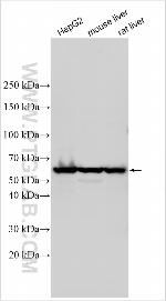 RIC1 Antibody in Western Blot (WB)
