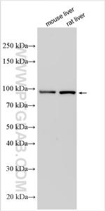CFHR5 Antibody in Western Blot (WB)