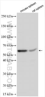 SLC7A11/xCT Antibody in Western Blot (WB)