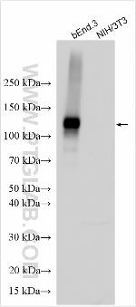 MPO Antibody in Western Blot (WB)