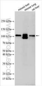 DPP4/CD26 Antibody in Western Blot (WB)