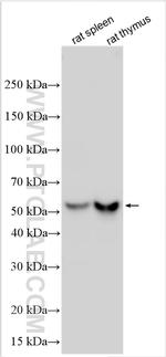 EMR2 Antibody in Western Blot (WB)