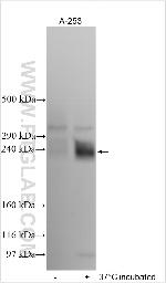 ORC3L Antibody in Western Blot (WB)