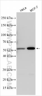 PCNX1 Antibody in Western Blot (WB)