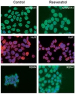 SRSF1 Antibody in Immunocytochemistry (ICC/IF)