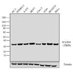 SRSF1 Monoclonal Antibody (96)