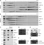 SRSF1 Antibody in Western Blot (WB)