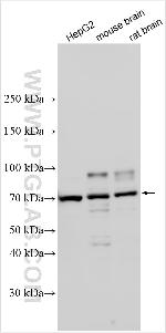 PLXND1 Antibody in Western Blot (WB)