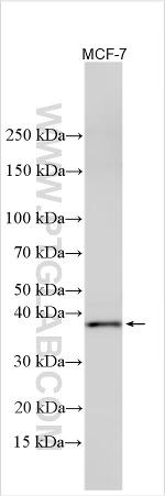 JPH4 Antibody in Western Blot (WB)