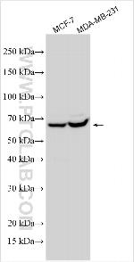 FAM86A Antibody in Western Blot (WB)