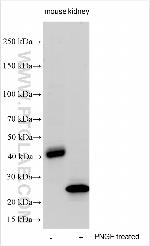 CD300a Antibody in Western Blot (WB)