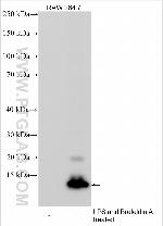 Orm1 Antibody in Western Blot (WB)