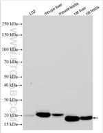 CXCL2 Antibody in Western Blot (WB)