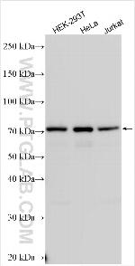 NGFR/TNFRSF16 Antibody in Western Blot (WB)