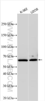 SPATS2 Antibody in Western Blot (WB)