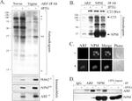 NPM1 Antibody in Western Blot, Immunocytochemistry (WB, ICC/IF)