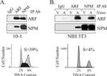 NPM1 Antibody in Western Blot (WB)