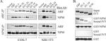 NPM1 Antibody in Western Blot (WB)