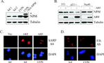 NPM1 Antibody in Western Blot (WB)